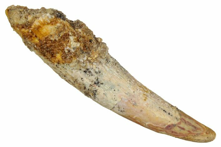 Fossil Pterosaur (Siroccopteryx) Tooth - Morocco #354849